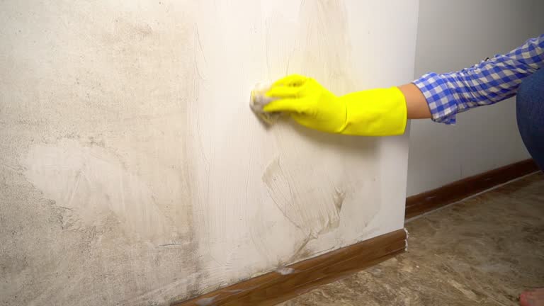 Best Forensic Mold Investigation  in Inwood, NY