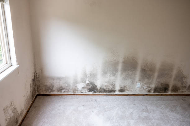 Best Environmental Consulting for Mold Prevention  in Inwood, NY